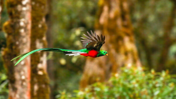 Wallpaper Forest, Flying, Red, Resplendent, Background, Green, Desktop, Animals, Blur, Quetzal