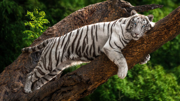 Wallpaper White, Eyes, Animals, With, Tiger, Desktop, Blue