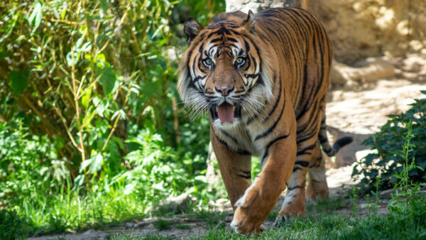 Wallpaper Road, Animals, Water, Desktop, Near, Tiger, Walking, Body