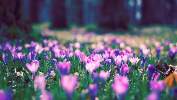 Wallpaper Grass, Spring, With, Purple, Desktop, Flowers, White