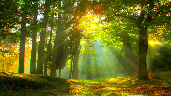 Wallpaper Sunbeam, View, With, Forest, Desktop, Scenery, Beautiful