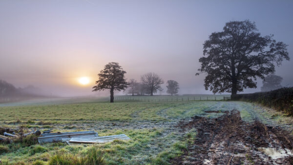 Wallpaper Trees, Nature, Desktop, Fog, Mobile, During, Morningtime, Beautiful, Field