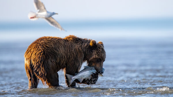 Wallpaper Fish, Catch, Water, Mobile, Desktop, Animals, From, Brown, Bear