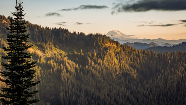 Wallpaper Desktop, From, Distance, Adams, Nature, View, Trees, Pine