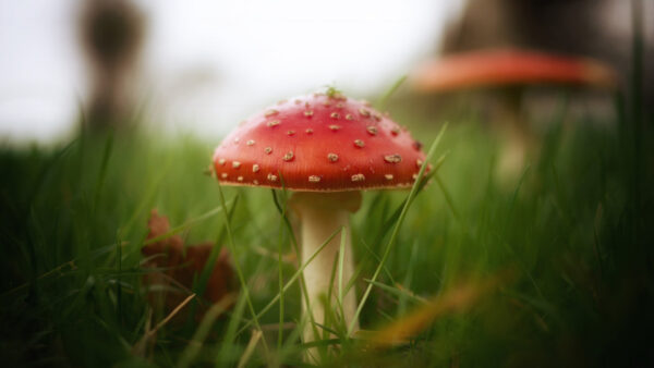 Wallpaper Background, Blur, Nature, Desktop, Mushroom, Field, Green, Earth