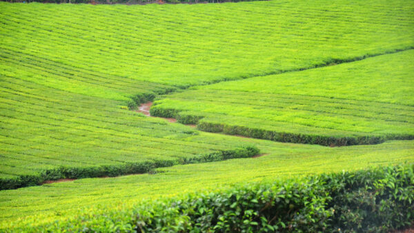 Wallpaper View, Green, Field, Mobile, Foliage, Desktop, Nature