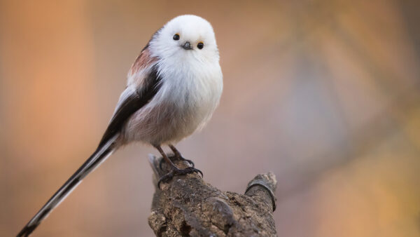 Wallpaper Tree, Blur, Titmouse, Birds, White, Bird, Standing, Black, Trunk, Background