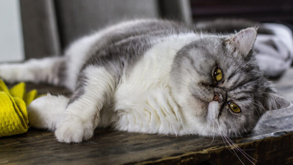 Wallpaper The, Table, Desktop, Eyes, With, White, And, Gray, Green, Cat, Lying, Mobile
