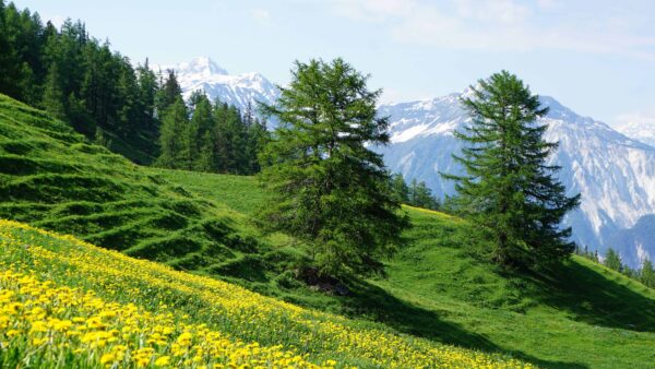 Wallpaper Mountains, Slope, Blue, Mobile, Sky, Under, Flowers, Nature, Desktop, Closeup, Green, Grass, Field, Snow, Covered, Yellow, Trees, Landscape, View
