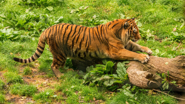 Wallpaper Tiger, Animals, Desktop, Water, Walking, Body, Road, Near