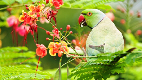 Wallpaper Tree, Birds, Sitting, Parrot, Desktop, Branch, Leaves, Green