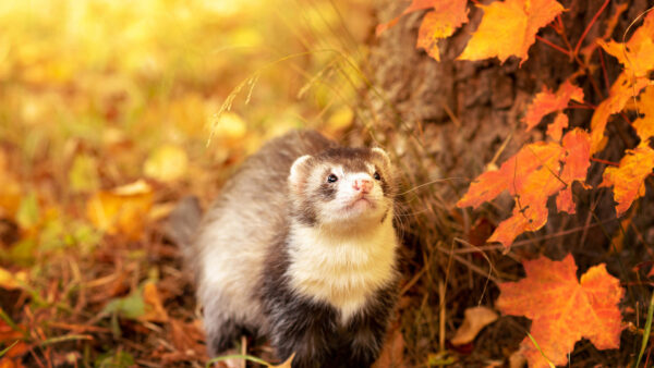 Wallpaper And, Ferret, Desktop, Animals, White, Brown