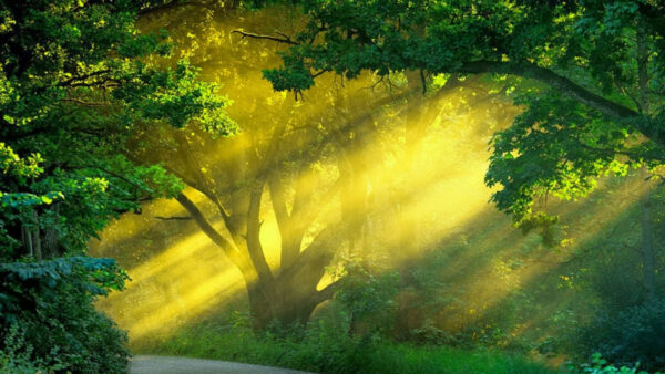 Wallpaper Green, Sunbeam, Between, Nature, Plants, Bushes, Road, Grass, Trees