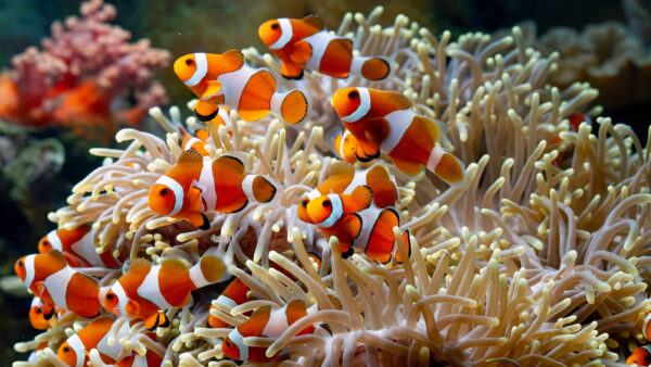 Wallpaper Reef, Clownfish, Mobile, Desktop, School, Underwater, Harem, Fish, Coral