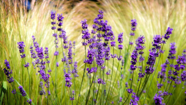 Wallpaper Blur, Lavender, Field, Flowers, Sharpen
