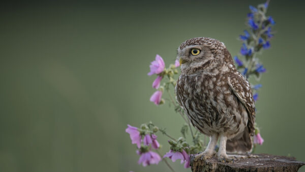 Wallpaper Yellow, Green, Tree, Desktop, Background, Trunk, Brown, Blur, Owl, Eyes