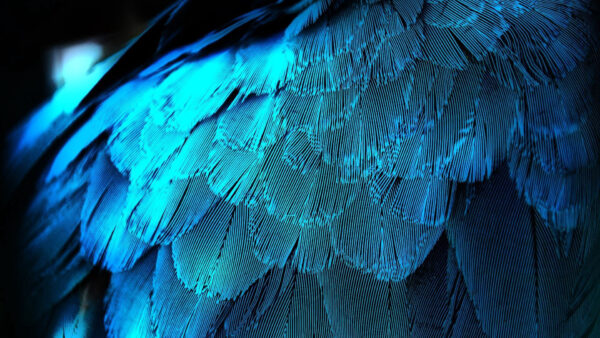 Wallpaper Background, Feathers, Blue, Texture, Abstract