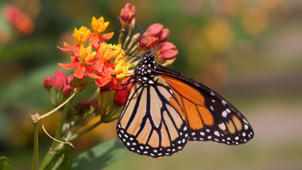Wallpaper Colorful, Flowers, Background, Red, Yellow, Butterfly, Blur