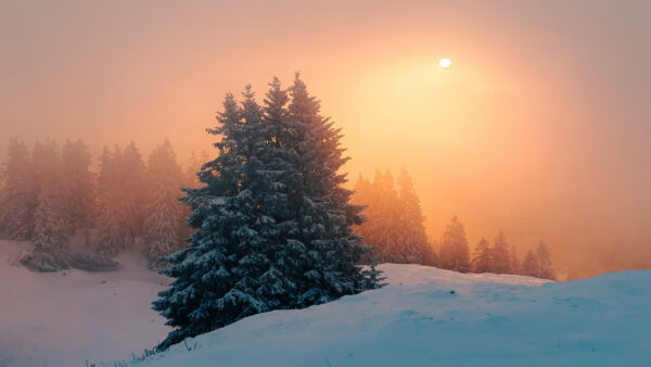 Wallpaper Fir, Desktop, Trees, Winter, And, Fog, Forest, With, During, Sunset