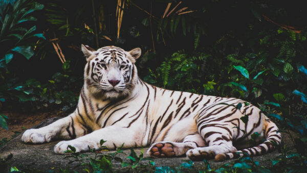 Wallpaper Green, Plants, White, Lying, Tiger, Background, Forest, Ground, Down