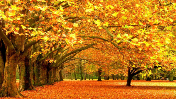 Wallpaper And, Trees, Yellow, Leafed, Leaves, Brown, Ground, Maple