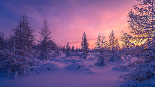 Wallpaper Sky, Covered, Trees, Snow, Purple, Under