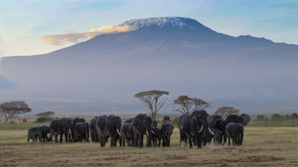 Wallpaper Background, Mountain, Elephants, Grass, Africa, African, Green, Animals