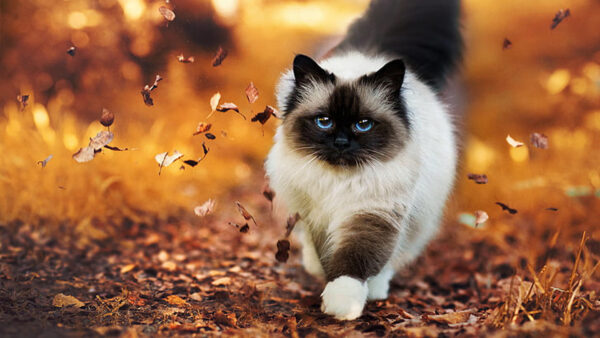 Wallpaper Cat, Falling, Standing, White, Leaves, Fluffy, Background, Autumn, Black