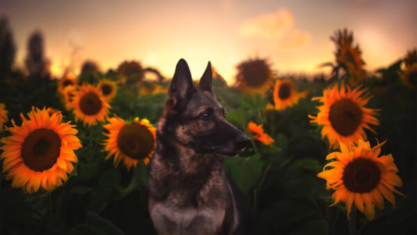 Wallpaper Sunflower, Shepherd, German, Field, Dog
