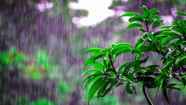 Wallpaper Tree, Leaves, Rainfall, Green, Background, Rain, Branches, Purple, Blur