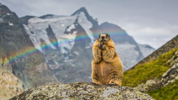 Wallpaper Background, Rodent, Standing, Rainbow, Rock, Marmot, Mountain