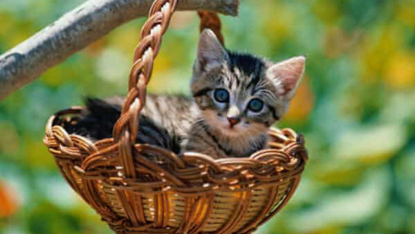 Wallpaper White, Inside, Sitting, Blur, Cute, Background, Bamboo, Basket, Hanging, Kitten, Cat, Black