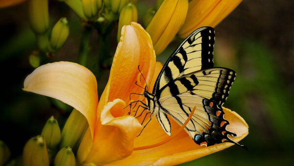 Wallpaper Yellow, Green, Black, Background, Butterfly, Flower, Blur, Light