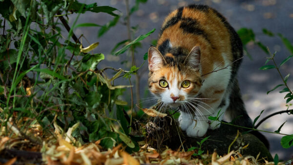 Wallpaper Desktop, Eyes, Cat, Green, With