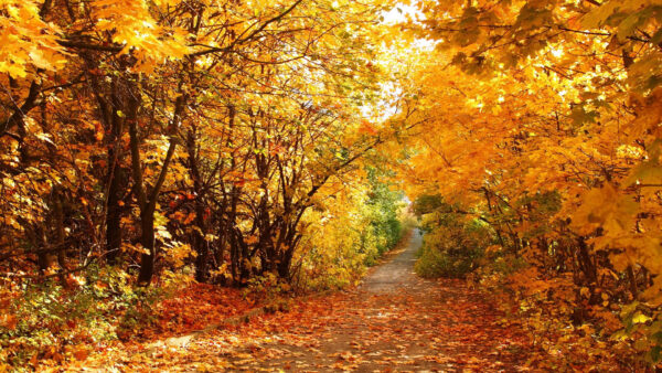 Wallpaper Falll, Autumn, Yellow, Branches, Between, Road, Trees, Nature, Leaves, Leafed