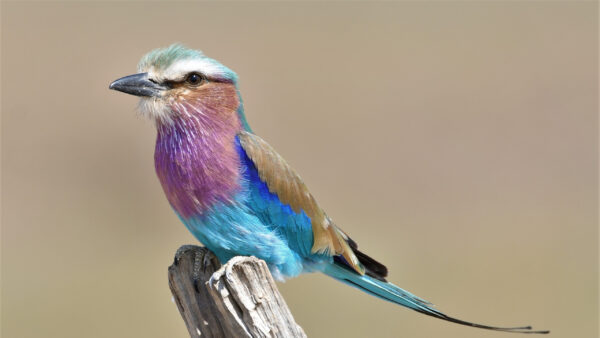 Wallpaper Africa, Colorful, Lilac-Breasted, Luangwa, South, Bird, Zambia, Birds, Roller
