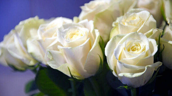 Wallpaper Flowers, Flower, Bud, Rose, White, Closeup