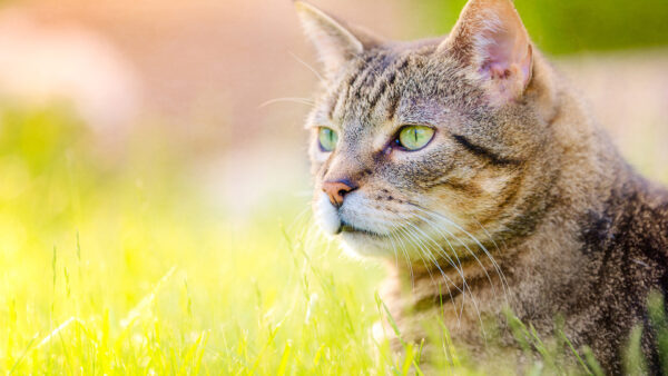 Wallpaper Brown, Cat, Black, With, Desktop, Stare, Look