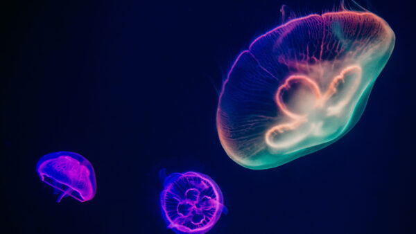 Wallpaper Dark, Background, Three, Theme, Black, Neon, Jellyfishes, Assorted, Color