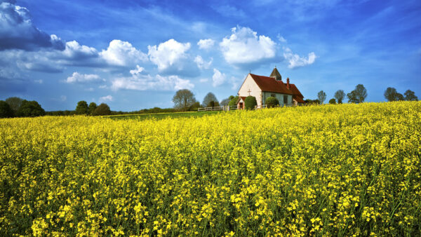 Wallpaper Under, Church, Rapeseed, Green, Clouds, Yellow, Trees, Sky, Field, Nature, Daytime, White, Blue, During, Flowers
