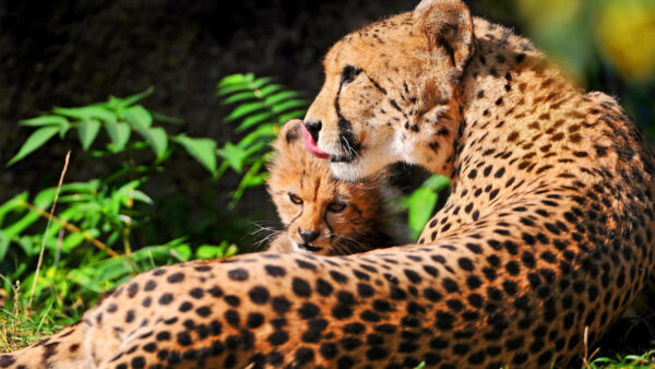 Wallpaper And, Sitting, Background, Cheetah, Green, Are, Cub, Leaves