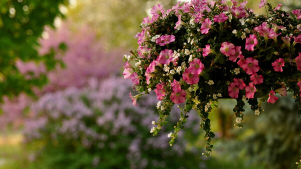 Wallpaper Green, Spring, White, Pink, Leaves, Flowers, Branches