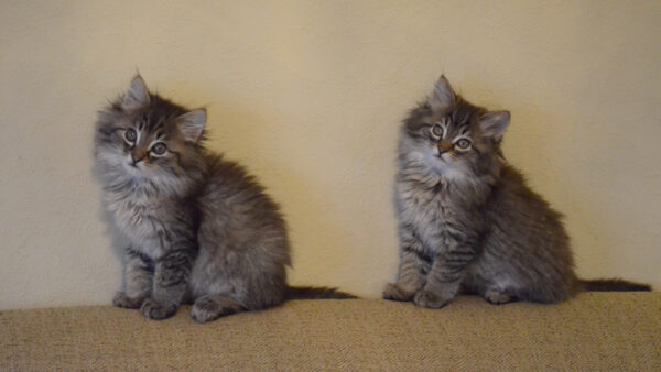 Wallpaper Sitting, WALL, Two, Kittens, White, Background, Kitten, Black, Cat, Are, Couch