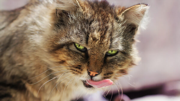 Wallpaper Cat, Black, Green, Eyes, Out, Tongue, Brown, With