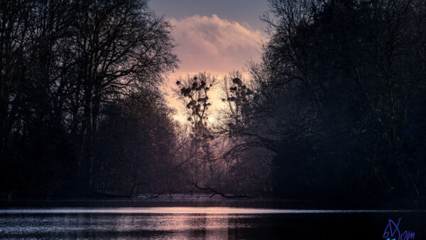 Wallpaper Background, Nature, Lake, Twilight, Trees, Desktop, Mobile