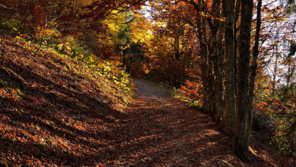 Wallpaper Green, Yellow, Sunlight, Background, Trees, Desktop, Mobile, Nature, Autumn, Leaves