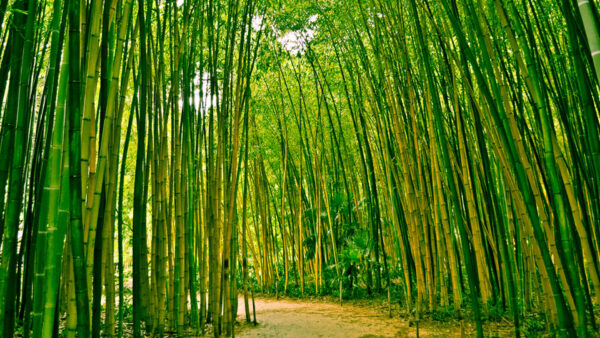 Wallpaper Forest, Bamboo, Path, Sand, Plants, Trees, Bushes, Between