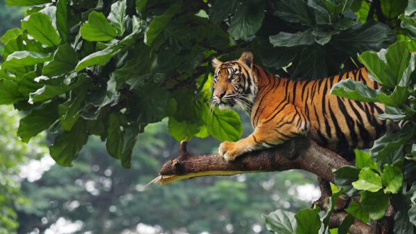 Wallpaper Green, Tree, Leaves, Tiger, Sitting, Background, Branch