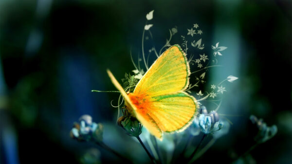 Wallpaper Yellow, Flower, Butterfly