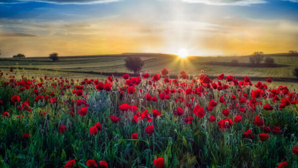 Wallpaper Flowers, Field, Poppy, Green, Red, Sunrise, Tree, During, Common, Slope, Grass